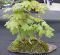 5 X Bergahorn, Pre Bonsai, Wald, Gruppe, Acer pseudoplatanus, Yamadori