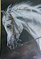 ARABER PFERD Original Pastell Bild signiert Holzrahmen Vollblutaraber Pferde