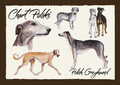 CHART POLSKI  * Windhund  * Polish  Breeds   Polish  Greyhound **  Postcard 