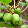 Mini Kiwi "Issai" Actinidia arguta -selbstfruchtend- Pflanze 30-50cm Winterhart