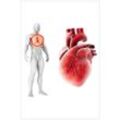Wallario Acrylglasbild, Anatomie des Menschen  Herz in Nahansicht