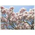 Teppich Schöne rosa Magnolien-Blüten vor blauem Himmel