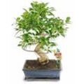 Bonsai Chinesischer Feigenbaum - Ficus retusa - ca. 10 Jahre