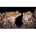 PAPERMOON Fototapete "Froschliebe mit großen Augen" Tapeten Gr. B/L: 5,0 m x 2,8 m, Rollen: 1 St., bunt Fototapeten