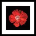 Euroart Glasbild Red Poppy I