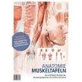 Poster Anatomie-Muskeltafeln