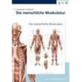 Poster Anatomie Lernposter. Die menschliche Muskulatur