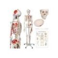 Jago Dekoobjekt Menschliches Anatomie Skelett 181.5 cm