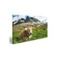 islandburner Leinwandbild Bild auf Leinwand Milck Kuh Mit Beweidung Auf Schweiz Alpine Berge Grü