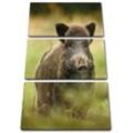 Pixxprint Leinwandbild Wildschwein auf Wiese