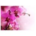 liwwing Fototapete Fototapete Orchidee Blumen Blumenranke Rosa Pink Natur Pflanzen liwwing no. 99