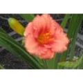 Rosa Zwerg Taglilie Hemerocallis Cosmopolitan gerüscht öfterblühend im 11cm Topf