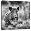 Pixxprint Leinwandbild Stolzes Wildschwein im Wald