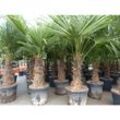 3 Stück XXL Stämme Palme winterhart 180 cm Trachycarpus fortunei, Hanfpalme, Top-Qualität