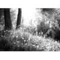 PAPERMOON Fototapete "Wald Schwarz & Weiß" Tapeten Gr. B/L: 4,50 m x 2,80 m, Bahnen: 9 St., schwarz (schwarz, weiß) Fototapeten