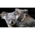 PAPERMOON Fototapete "Koala Mutter und Joey" Tapeten Gr. B/L: 4,00 m x 2,60 m, Bahnen: 8 St., bunt Fototapeten