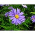 Aster dumosus - Kissenaster, dunkelblau, 5 Stauden