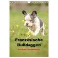 Französische Bulldoggen - Eine Bully Liebeserkärung (Wandkalender 2024 DIN A4 hoch), CALVENDO Monatskalender