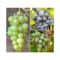 Weintrauben »Suffolk Red«, »Venus« und »Lakemont«, 3 Pflanzen, kernlos, pilzfest