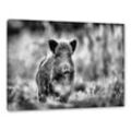 Pixxprint Leinwandbild Stolzes Wildschwein im Wald
