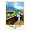 CALVENDO Wandkalender Weißer BOXER (Tischkalender 2024 DIN A5 hoch)