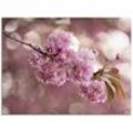 Glasbild ARTLAND "Japanische Kirschblüte in Love III" Bilder Gr. B/H: 80 cm x 60 cm, Glasbild Blumen Querformat, 1 St., pink Glasbilder