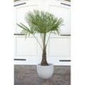 Chinesische Hanfpalme Trachycarpus Fortunei H ca. 150-170 cm 30 cm Topf