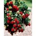 Himbeere Zefa iii Herbsternte, Rubus idaeus