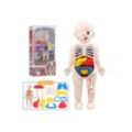 Kind Ja Lernspielzeug Modell der menschlichen Anatomie
