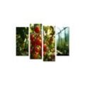islandburner Leinwandbild Konzept Bio-Bauernhof: Reife rote Tomatencluster im Gewächshaus Küche