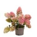 Annas Garten - Rispenhortensie 'Living Little Blossom'® / Hydrangea paniculata