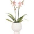 Kolibri Orchids - Orchidées Colibri - Orchidée Phalaenopsis orange - Araignée en blanc Scandic - taille du pot 9cm