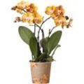 Kolibri Orchids - Kolibri Orchideen - Orchidée Phalaenopsis Orange Gold - Taille du pot 12cm - Jewel Las Vegas