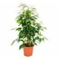 Exotenherz - Birkenfeige - Ficus Anastasia - hellgrüne Blätter - 1 Pflanze - pflegeleicht - luftreinigend- 12cm Topf
