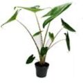 Alocasia zebrina - Tiger-Pfeilblatt - 14cm Topf - 35-45cm hoch