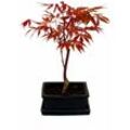 Exotenherz - Bonsai Japanischer Fächerahorn - Acer palm. atropurpureum 15cm eckige Schale