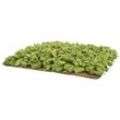 Knauder´s Best Hunde-Schnüffelrasen grün-braun, Maße: ca. 60 x 60 cm