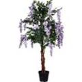 Wisteria Blauregen, 150cm, Violette Blüten - Plantasia