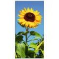 Glasbild ARTLAND "Große Sonnenblume" Bilder Gr. B/H: 50 cm x 100 cm, Glasbild Blumen Hochformat, 1 St., beige (naturfarben) Glasbilder in verschiedenen Größen