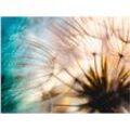 Wandbild ARTLAND "Pusteblume Makro abstrakt" Bilder Gr. B/H: 80 cm x 60 cm, Alu-Dibond-Druck Blumen, 1 St., beige (naturfarben) Kunstdrucke als Alubild, Outdoorbild, Leinwandbild, Poster, Wandaufkleber