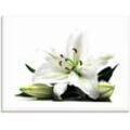 Glasbild ARTLAND "Große Lilie" Bilder Gr. B/H: 80 cm x 60 cm, Blumen, 1 St., weiß Glasbilder in verschiedenen Größen