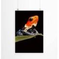 Sinus Art Poster Tierfotografie 60x90cm Poster Roter Pfeilgiftfrosch auf Blatt