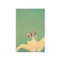 Sinus Art Leinwandbild 120x60cm Lilie Blüte Blume