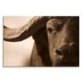 Sinus Art Leinwandbild 120x80cm Wandbild Wasserbüffel Nahaufnahme Gesicht Horn