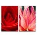 Sinus Art Leinwandbild 2 Bilder je 60x90cm Rose rote Blüte Regentropfen Liebe Romantisch Dekorativ Makrofotografie