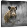 Pixxprint Leinwandbild einsames Wildschwein im Wald