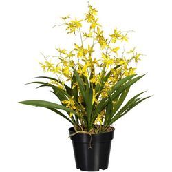 Kunstorchidee Oncidie Dancing Queen Orchidee Oncidie, Creativ green, Höhe 60 cm, gelb