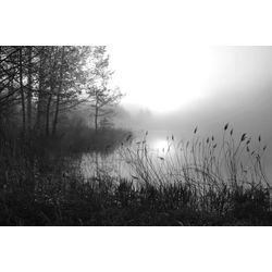 PAPERMOON Fototapete "See im Wald Schwarz & Weiß" Tapeten Gr. B/L: 5,00 m x 2,80 m, Bahnen: 10 St., schwarz (schwarz, weiß) Fototapeten