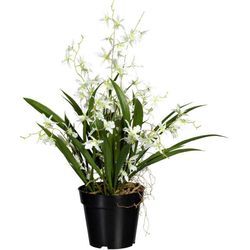 Kunstorchidee Oncidie Dancing Queen Orchidee Oncidie, Creativ green, Höhe 60 cm, grün|weiß