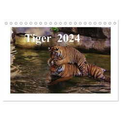 CALVENDO Wandkalender Tiger 2024 (Tischkalender 2024 DIN A5 quer)